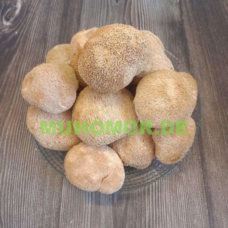 Ежовик Гребенчатый Lion`s Mane в Германии
