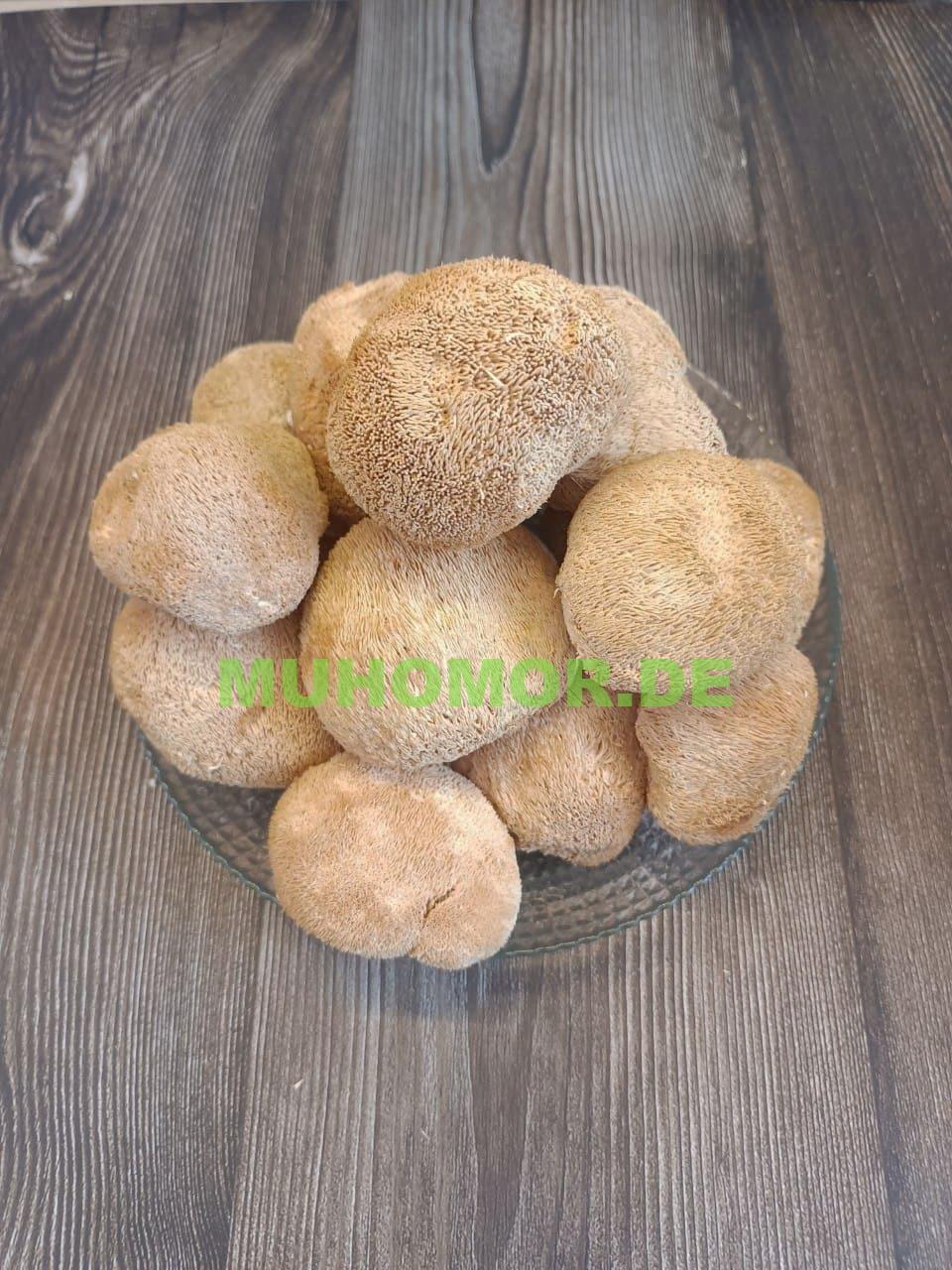 И1 Ежовик Гребенчатый Lion`s Mane в Германии