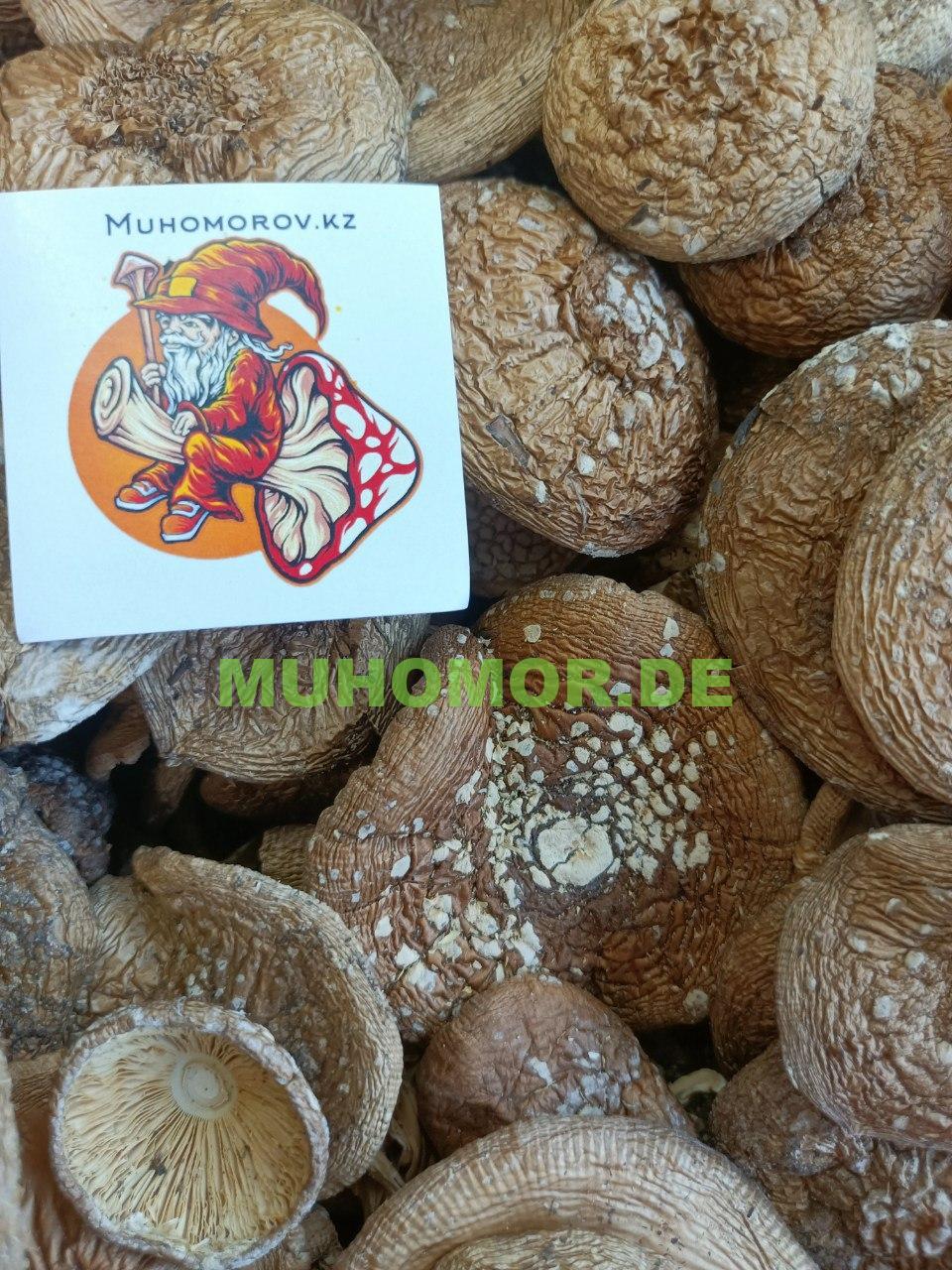 photo_2022-09-24_17-55-18 Мухомор Пантерный Шляпки с доставкой в Германии