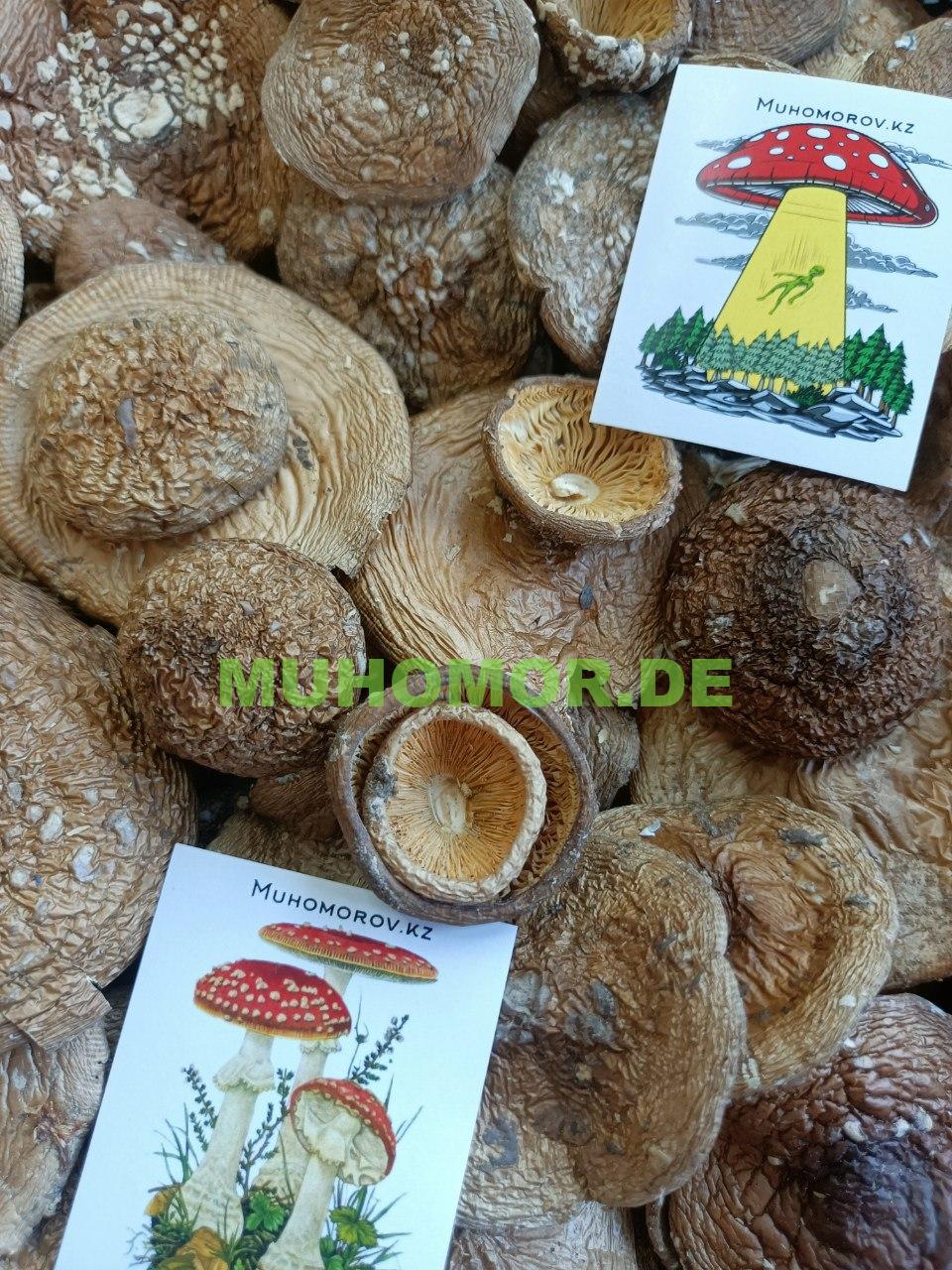 Пантар Мухомор Пантерный Шляпки с доставкой в Германии