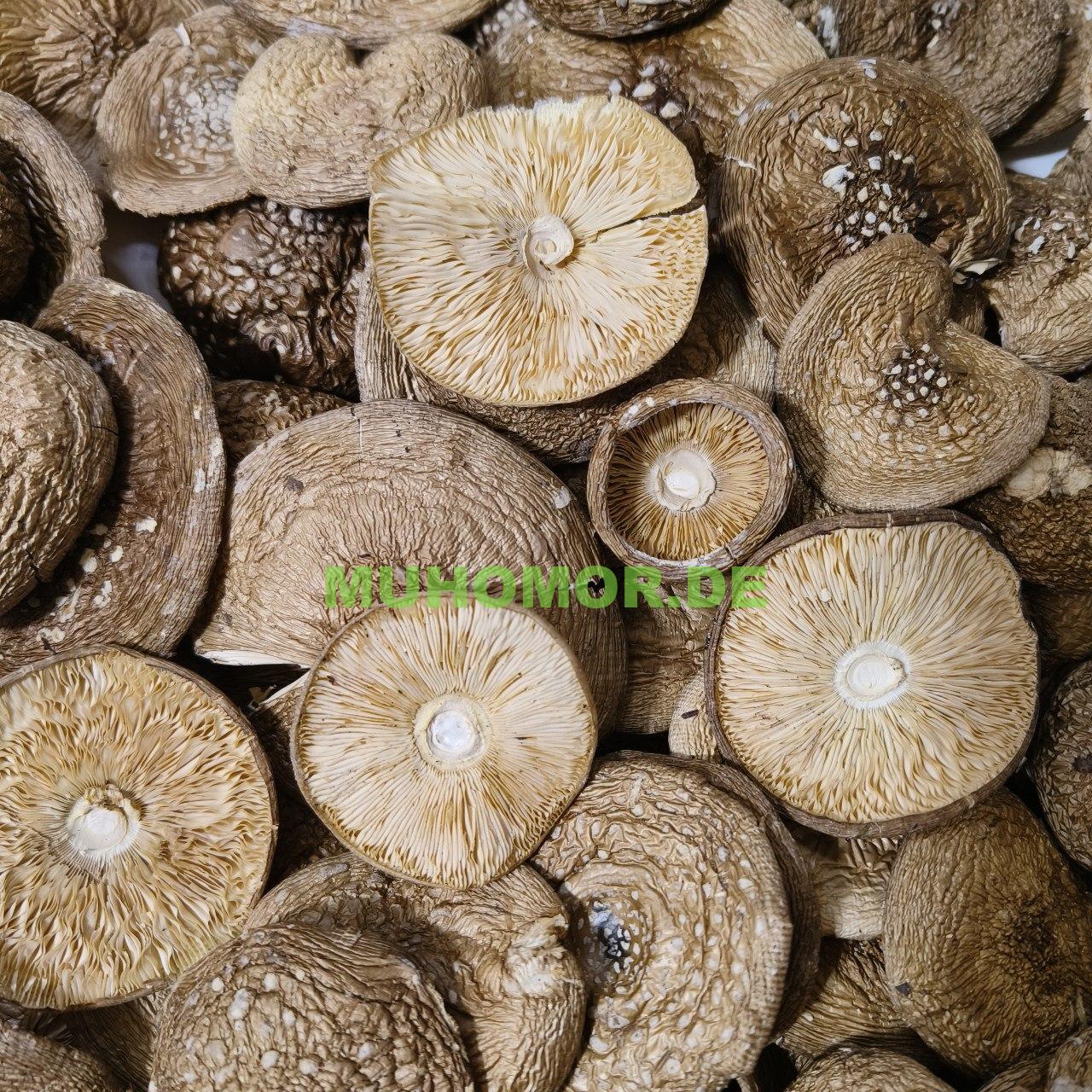 photo_2023-09-08_17-21-15 Мухомор Пантерный Шляпки