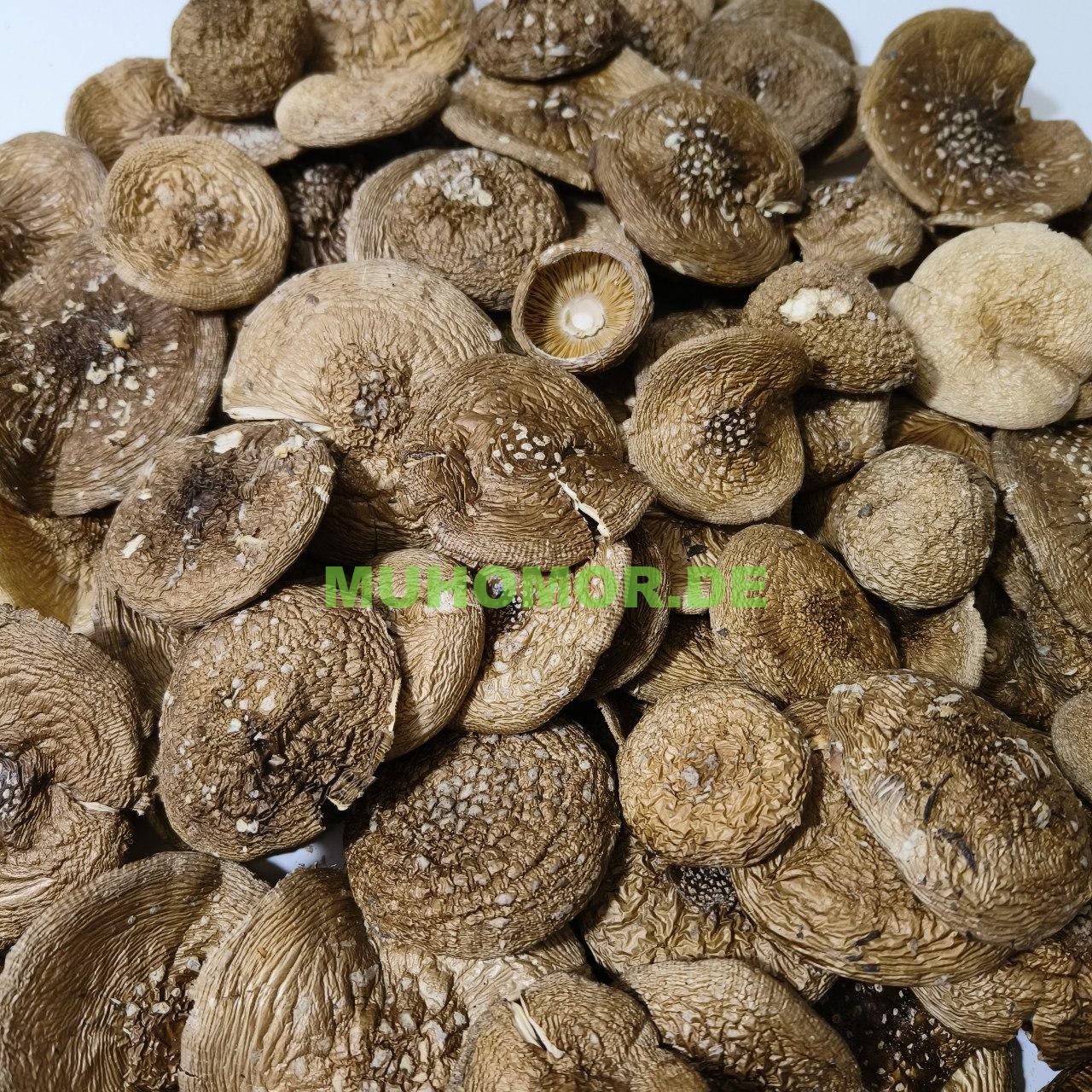 photo_2023-09-08_17-21-16 (2) Мухомор Пантерный Шляпки