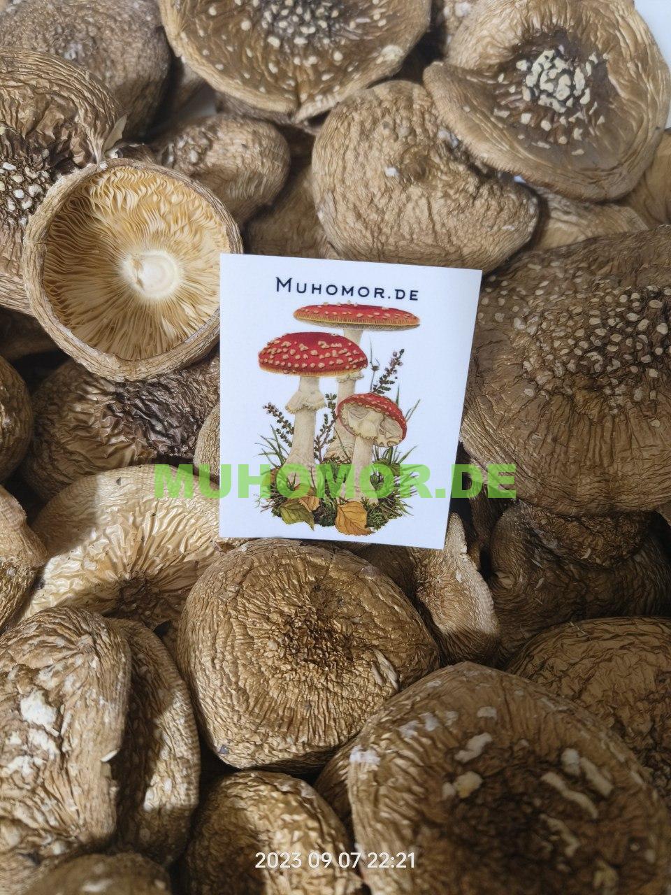 photo_2023-09-08_17-21-20