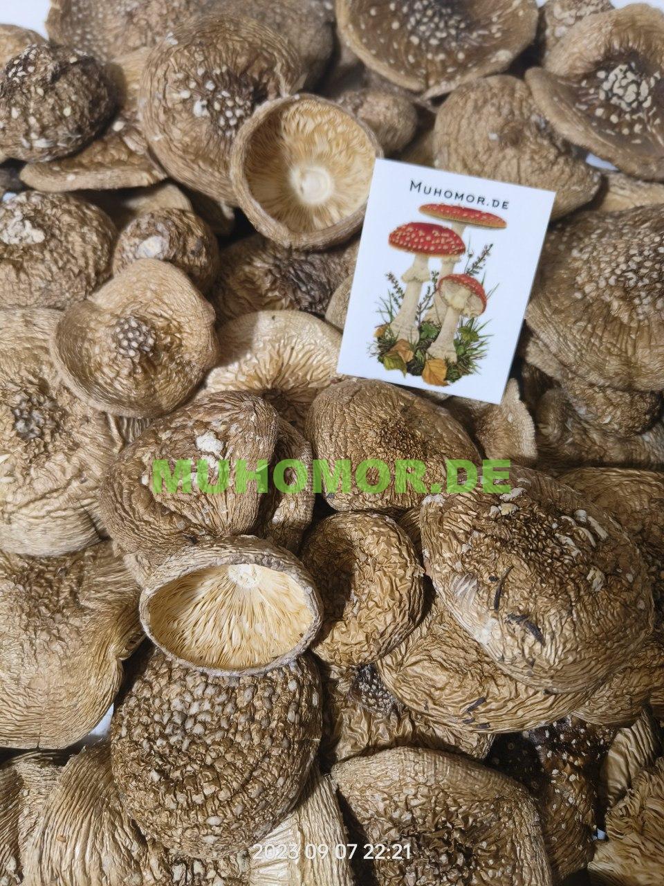 photo_2023-09-08_17-21-21 (3)