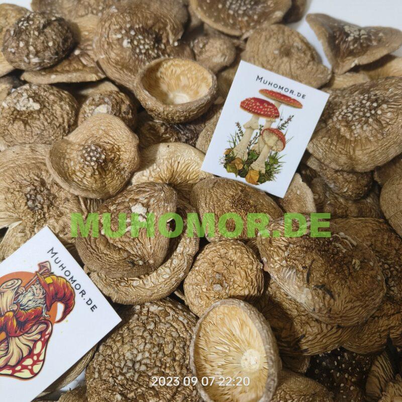 Мухомор Пантерный Шляпки с доставкой в Германии