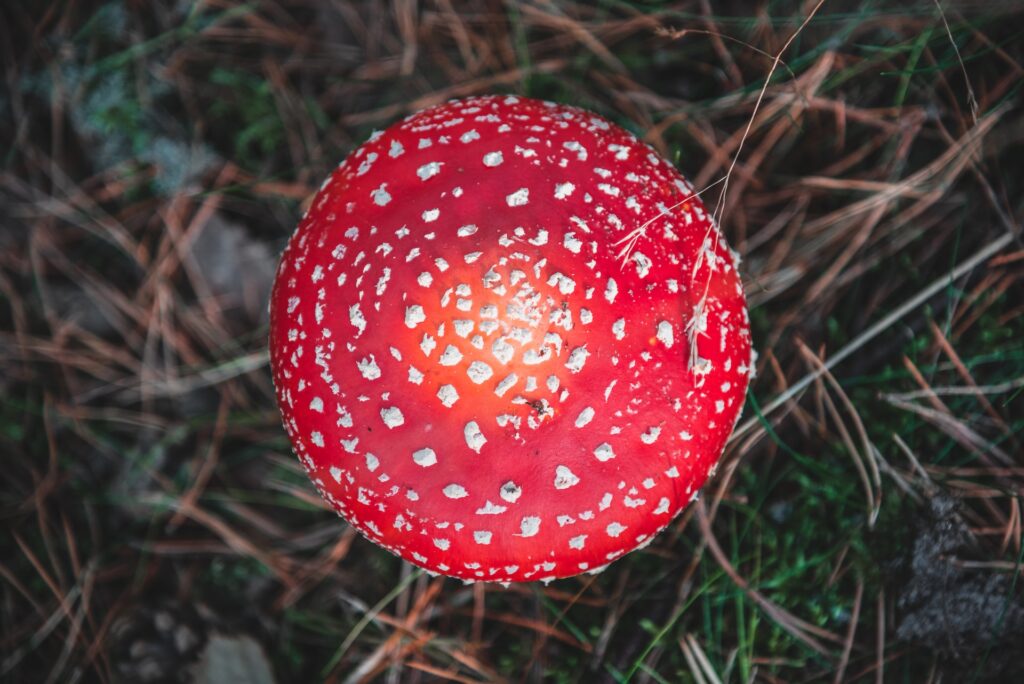 Шляпка Мухомора Красного в лесу